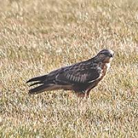 Ruigpootbuizerd