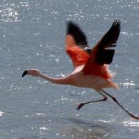 Chileense Flamingo