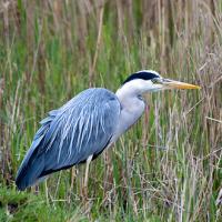 Blauwe Reiger