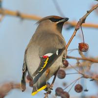 Pestvogel