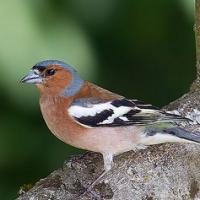 Vink