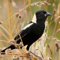 Bobolink