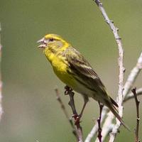 Graag gedaan cassette het laatste Geelgors | Welke vogel is dit