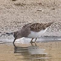 Temmincks Strandloper