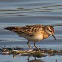 Siberische Strandloper