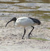 Heilige Ibis