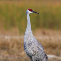 Canadese Kraanvogel