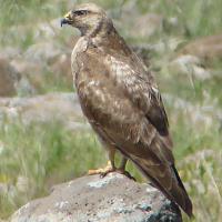 Arendbuizerd