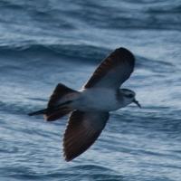 Bont Stormvogeltje