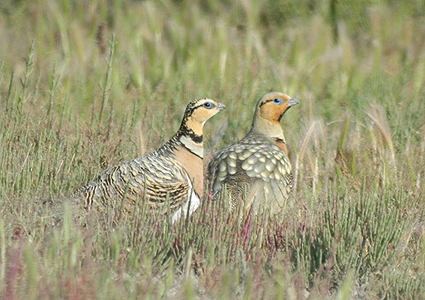 Witbuikzandhoen