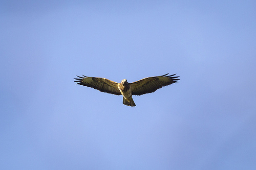 Buizerd