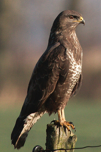 Buizerd