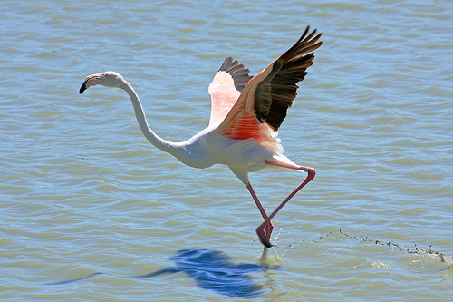 Flamingo | vogel is dit