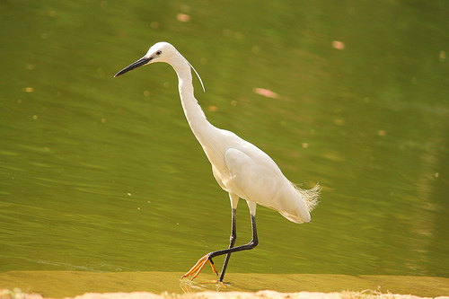 Kleine Zilverreiger