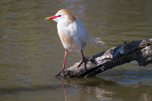 Koereiger