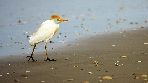 Koereiger