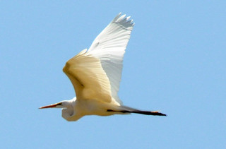 Grote Zilverreiger