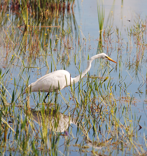 Grote Zilverreiger