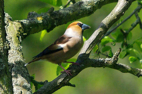 Appelvink