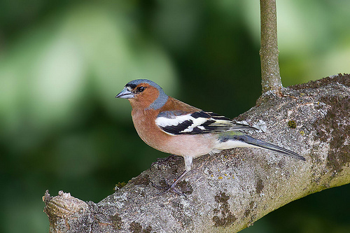 Vink