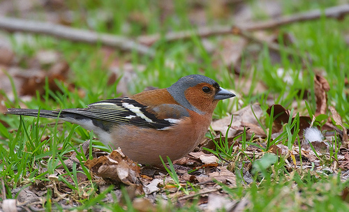 Vink