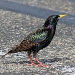 Spreeuw | Welke vogel is dit