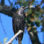 Spreeuw | Welke vogel is dit