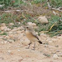 Cyprustapuit
