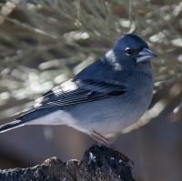 Blauwe Vink