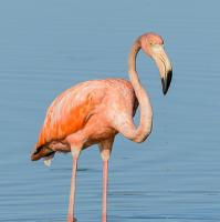 Rode Flamingo