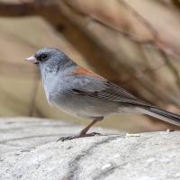 Grijze Junco