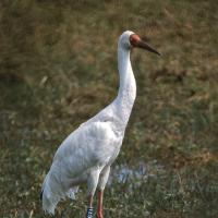 Siberische Witte kraanvogel