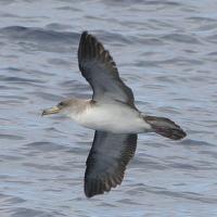 Kuhls Pijlstormvogel