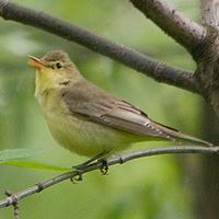 Spotvogel