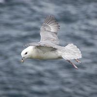 Noordse Stormvogel