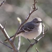 Spotvogel