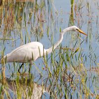 Grote Zilverreiger