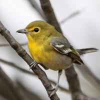 Geelborstvireo