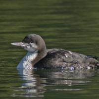 Pacifische Parelduiker