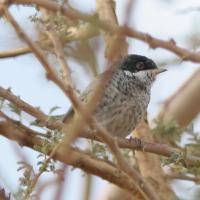 Cyprusgrasmus