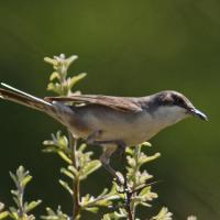 Oostelijke Orpheusgrasmus