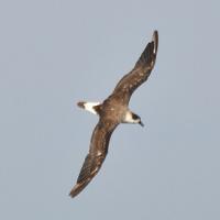 Zwartkapstormvogel